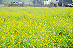 油菜花