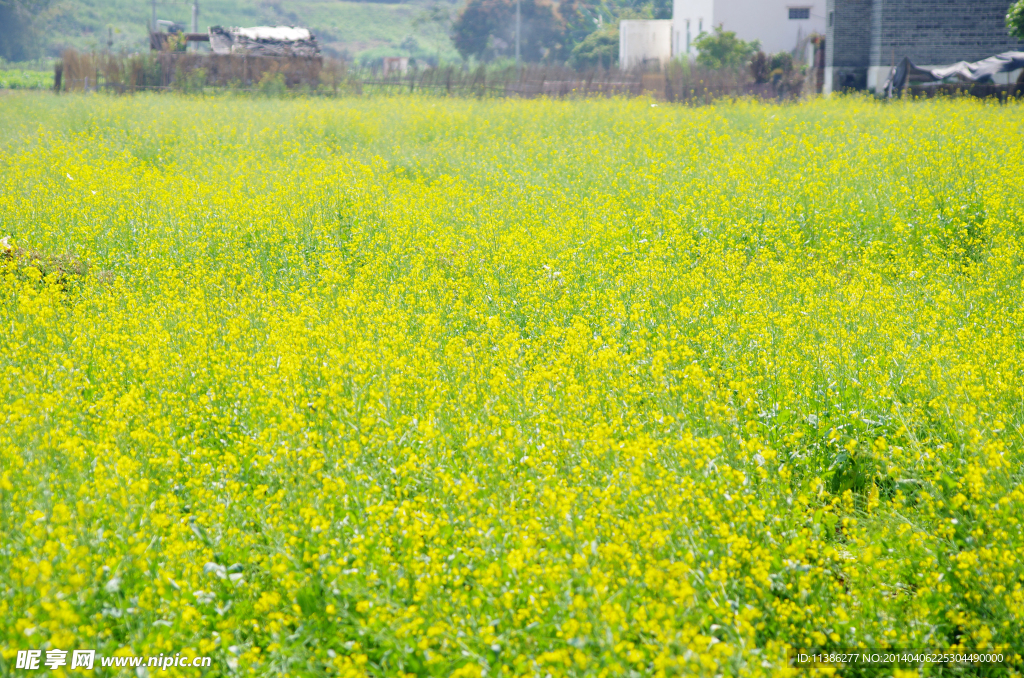 油菜花