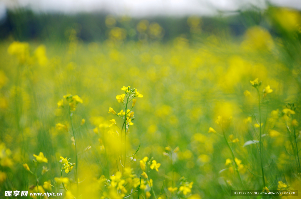 油菜花