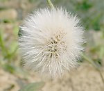 蒲公英 的约定