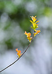 紫荆嫩芽迎春