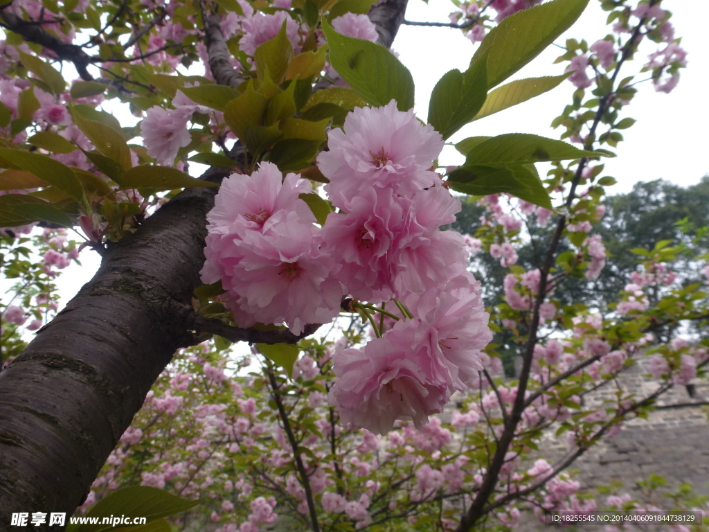 樱花