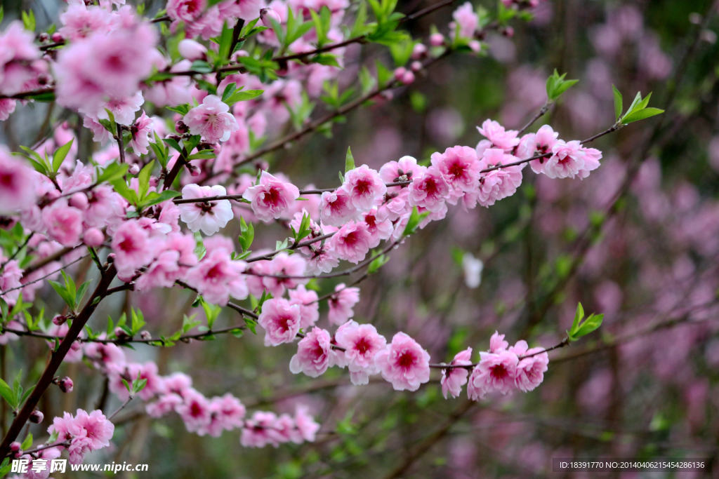 桃花