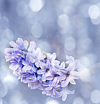 丁香花