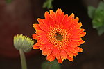 非洲菊