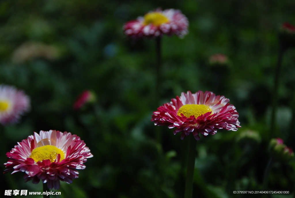 非洲菊