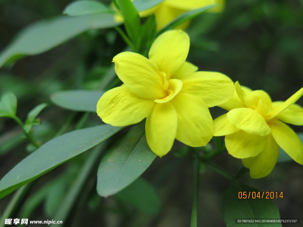 小花
