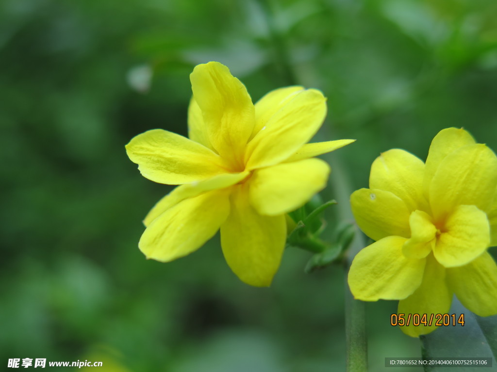 黄花