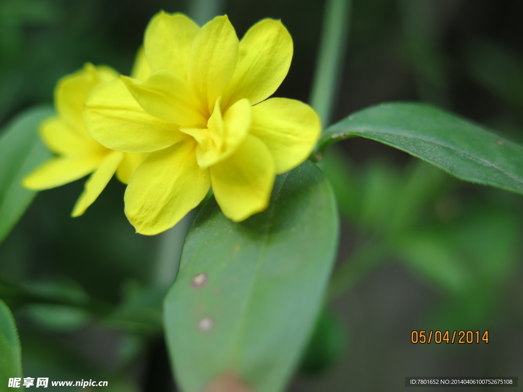 小黄花