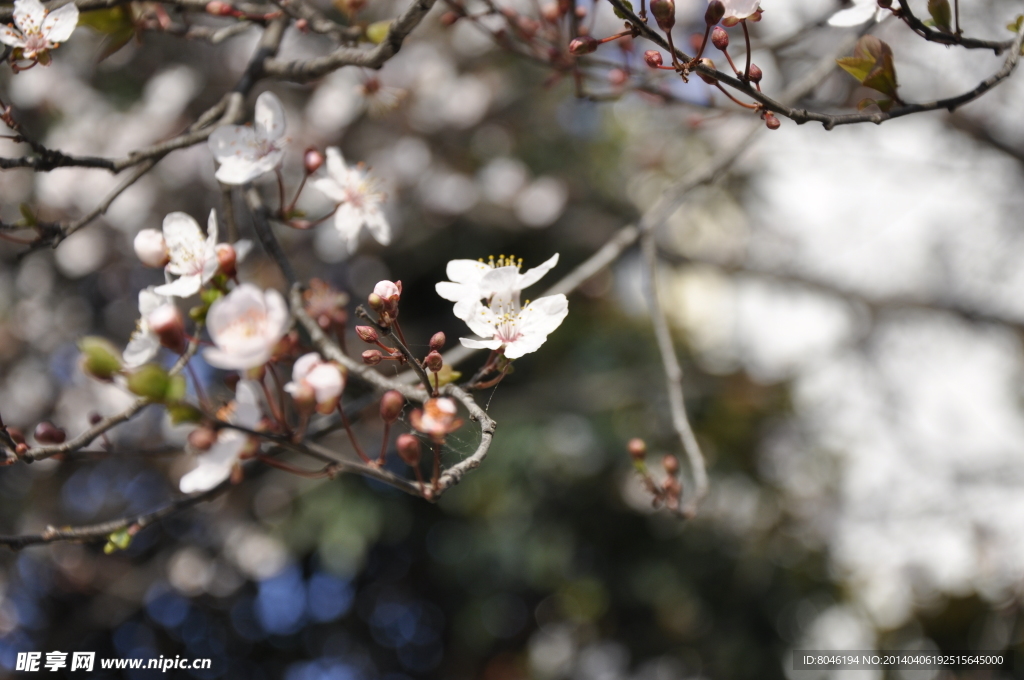樱花