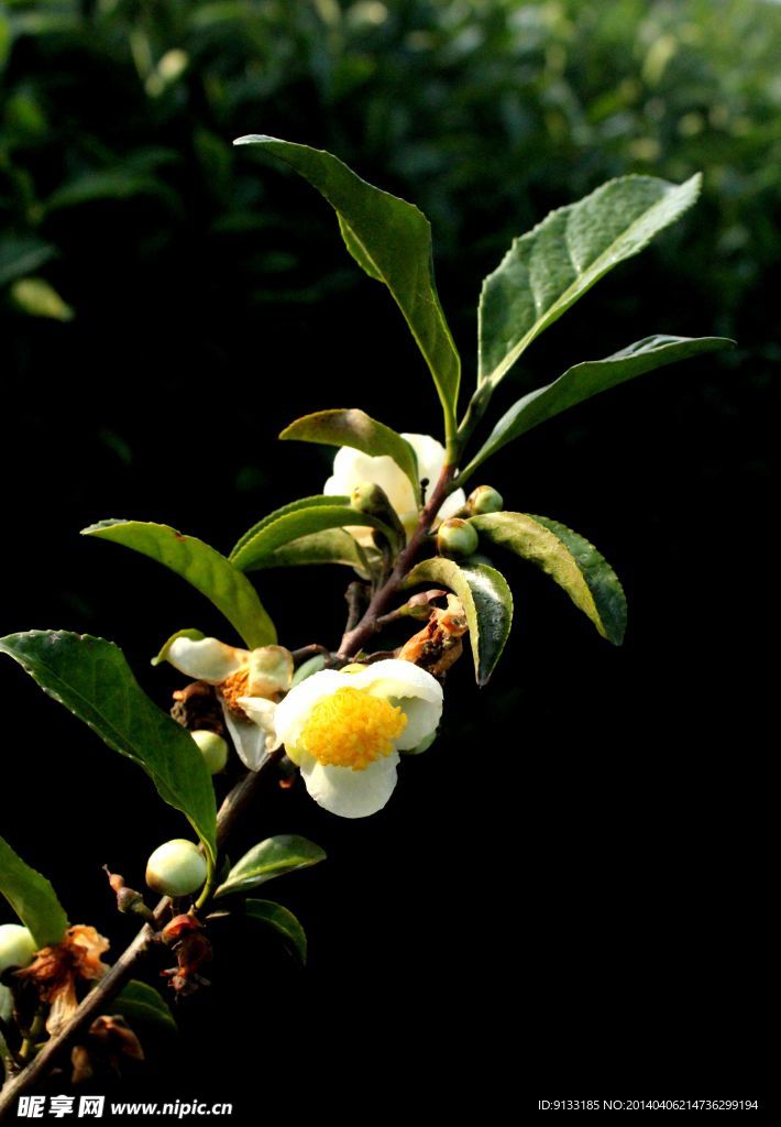 茶花