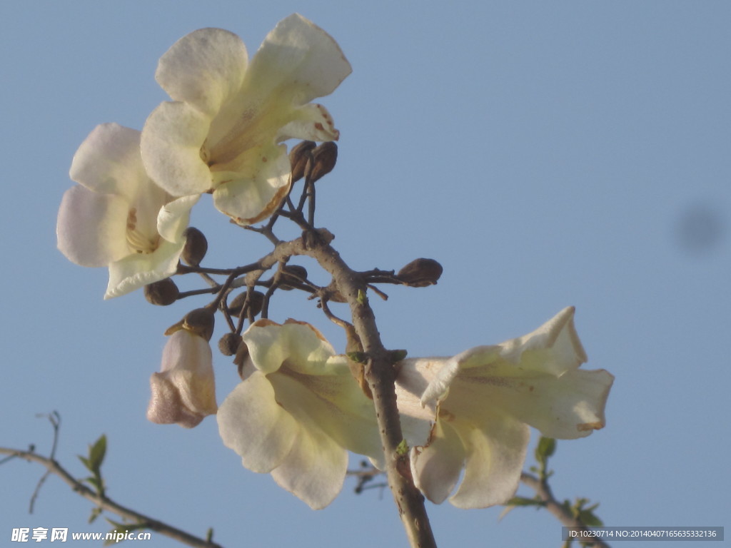 梧桐花