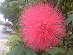 红球花
