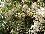 野花 田园 白花 春