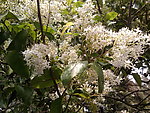 野花 田园 白花 春