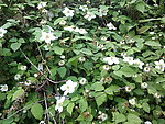 野花 田园 白花 春