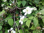 野花 田园 小白花