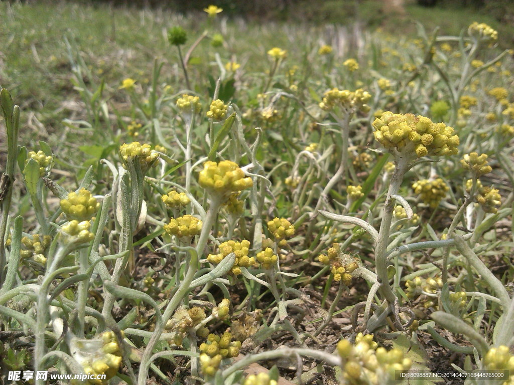 春天野花 龙菇花