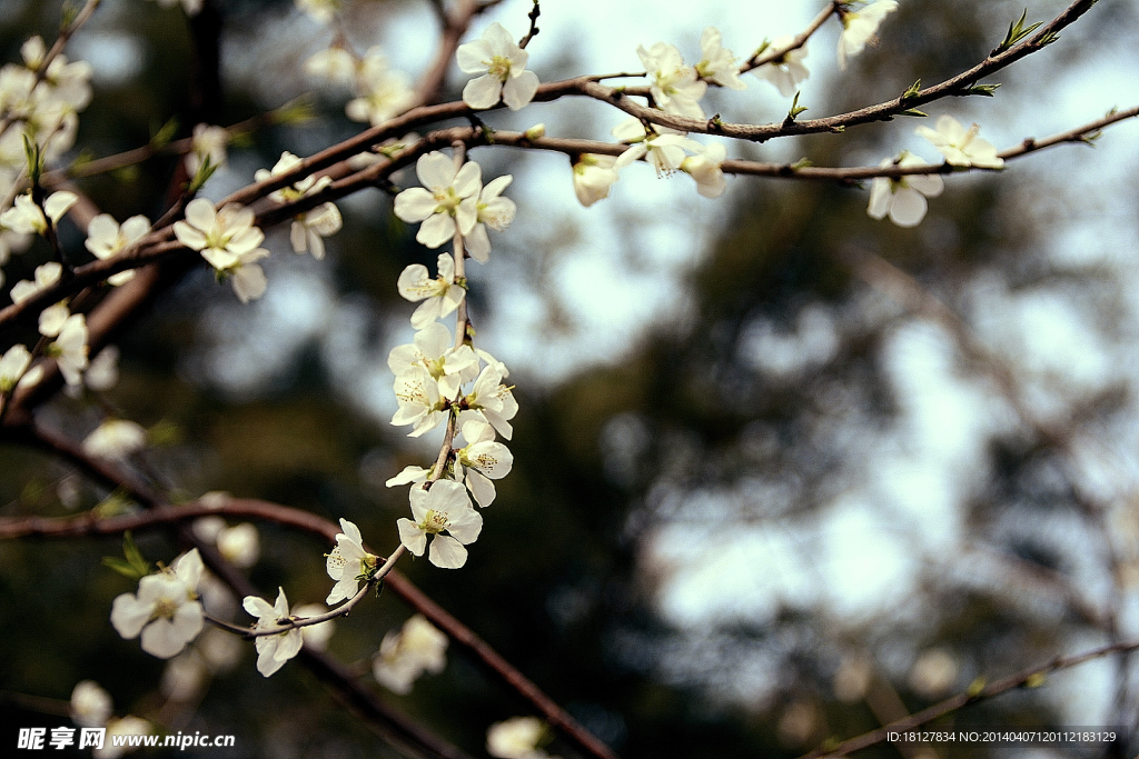 桃花