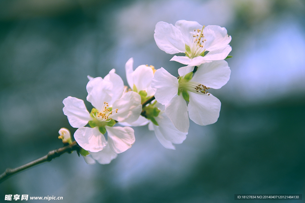 桃花