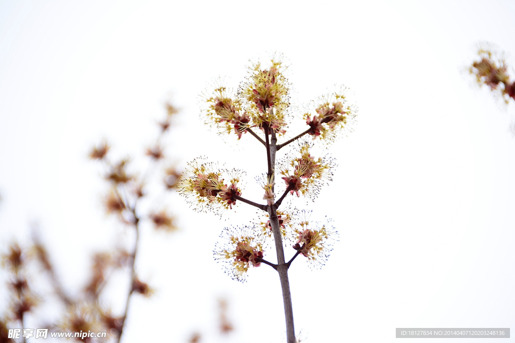 桃花