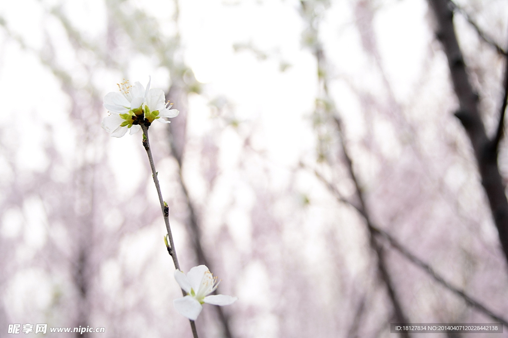 桃花