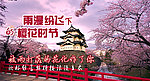日本樱花PSD