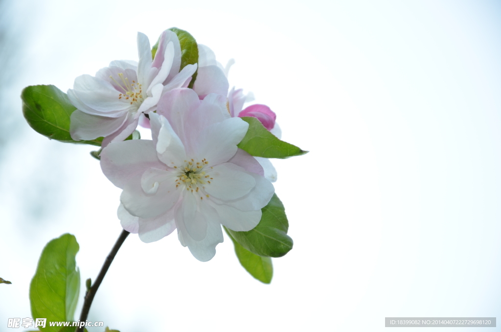 樱花季