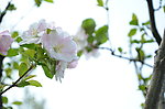玄武樱花