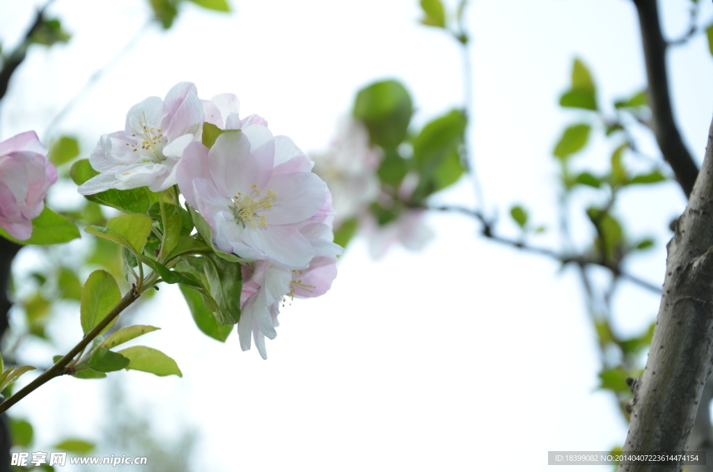 玄武樱花