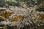 玄武樱花