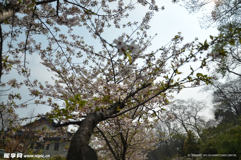 玄武樱花