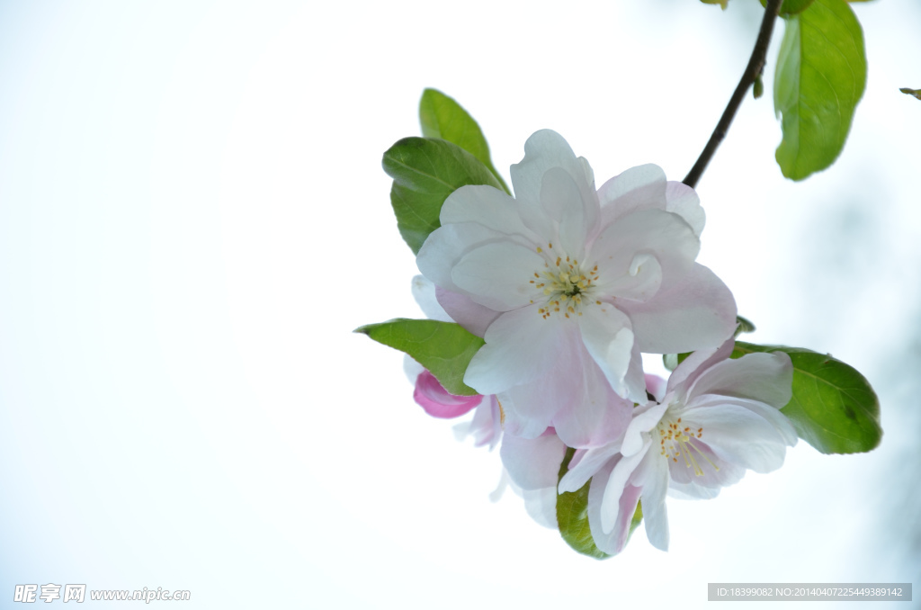 玄武樱花