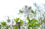 玄武樱花