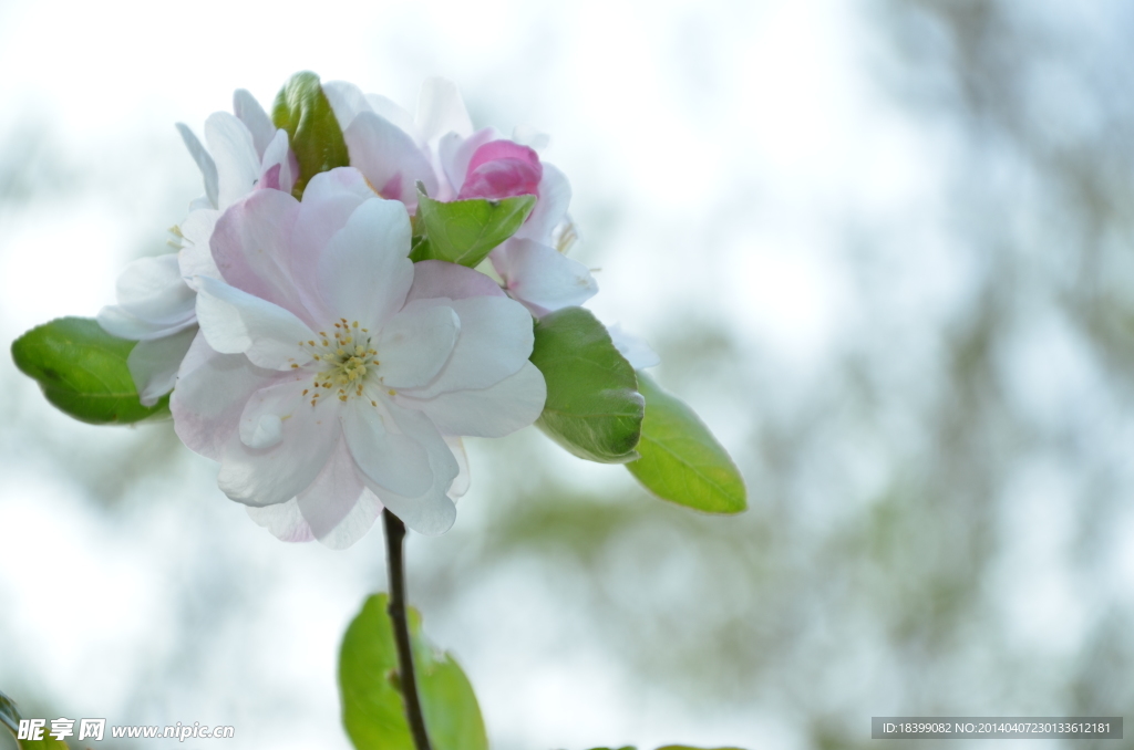 玄武樱花