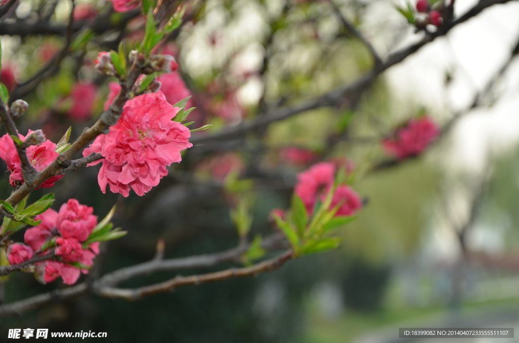 玄武樱花