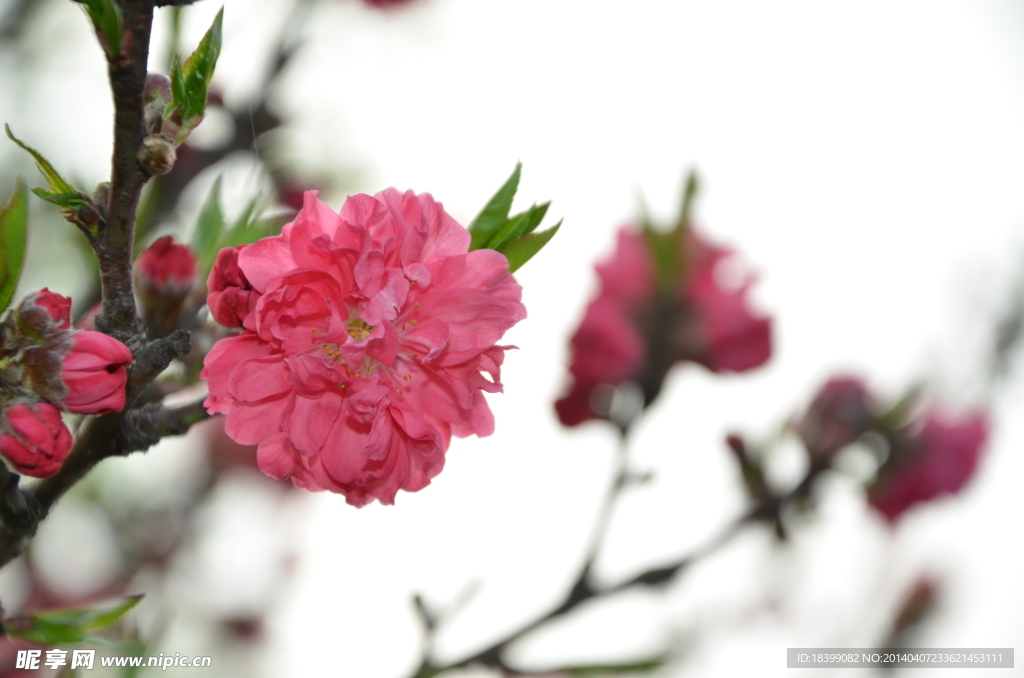 玄武樱花