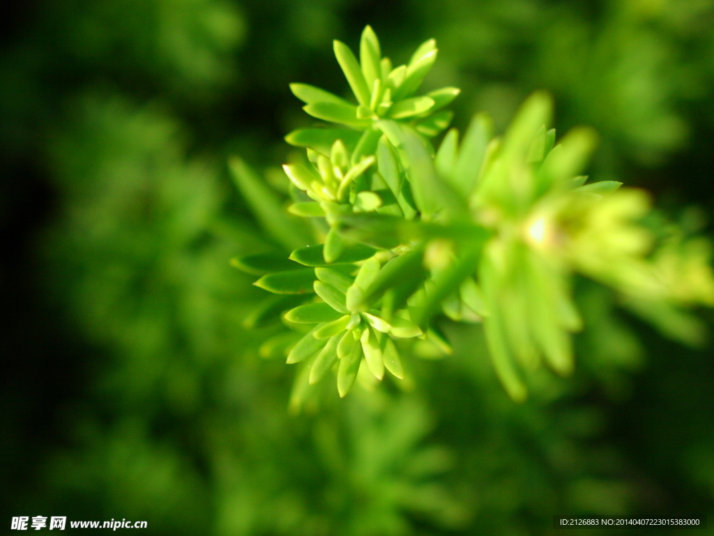 绿色植物