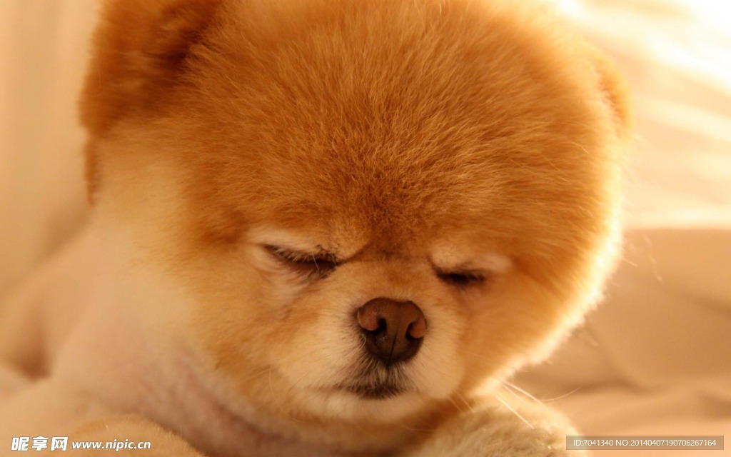 萌犬