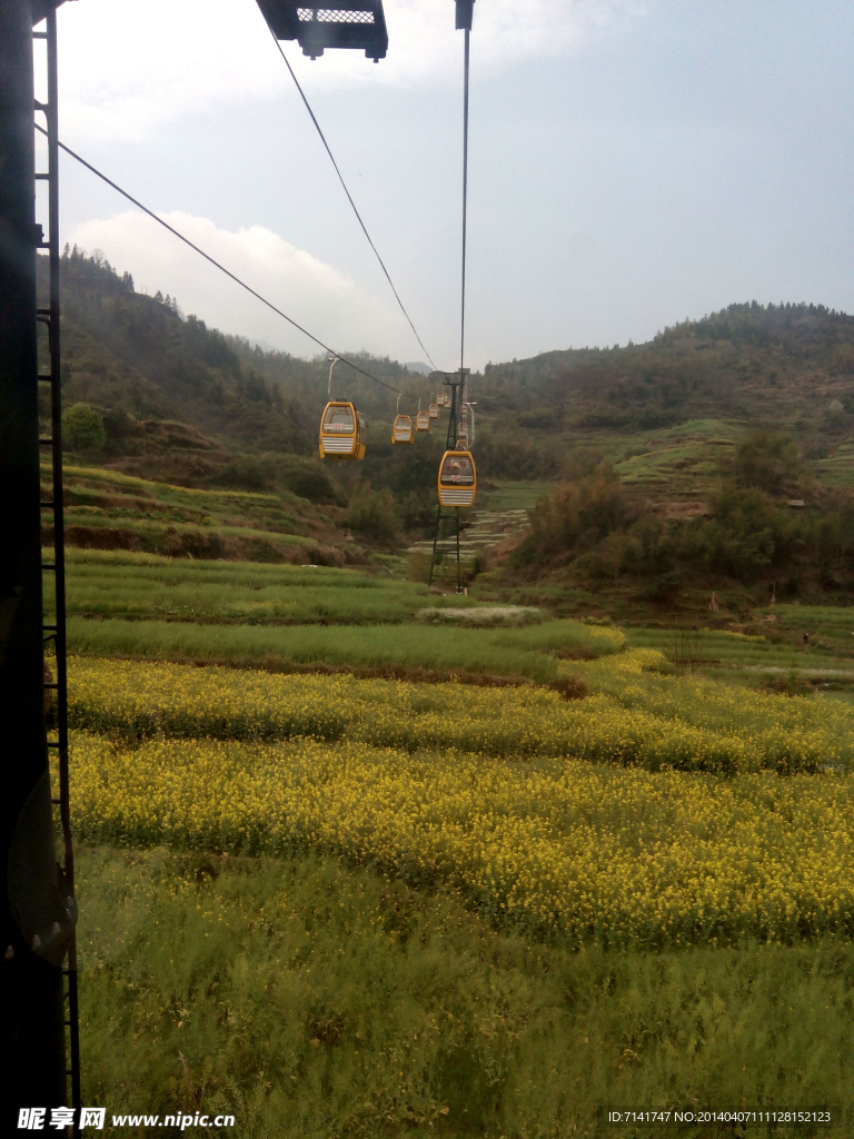 婺源 油茶花