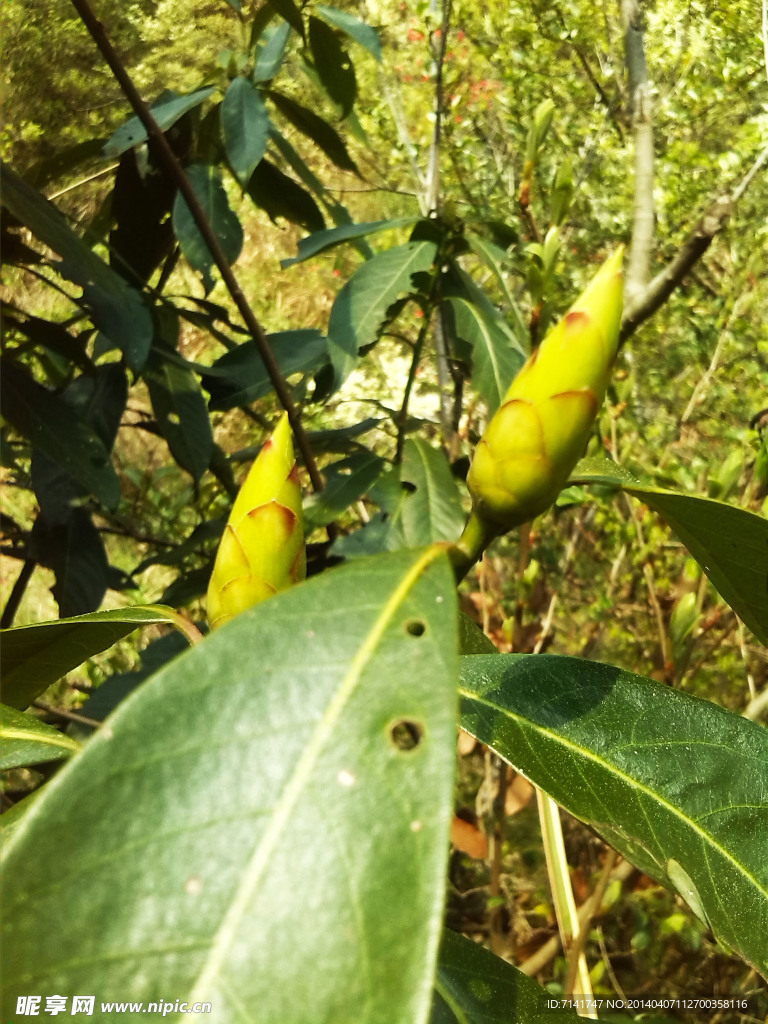 含苞待放 花蕾