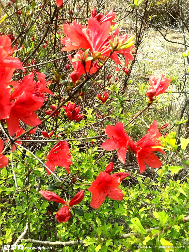 花开争艳