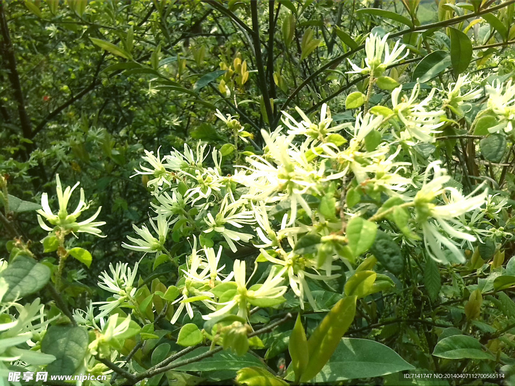 山野之花