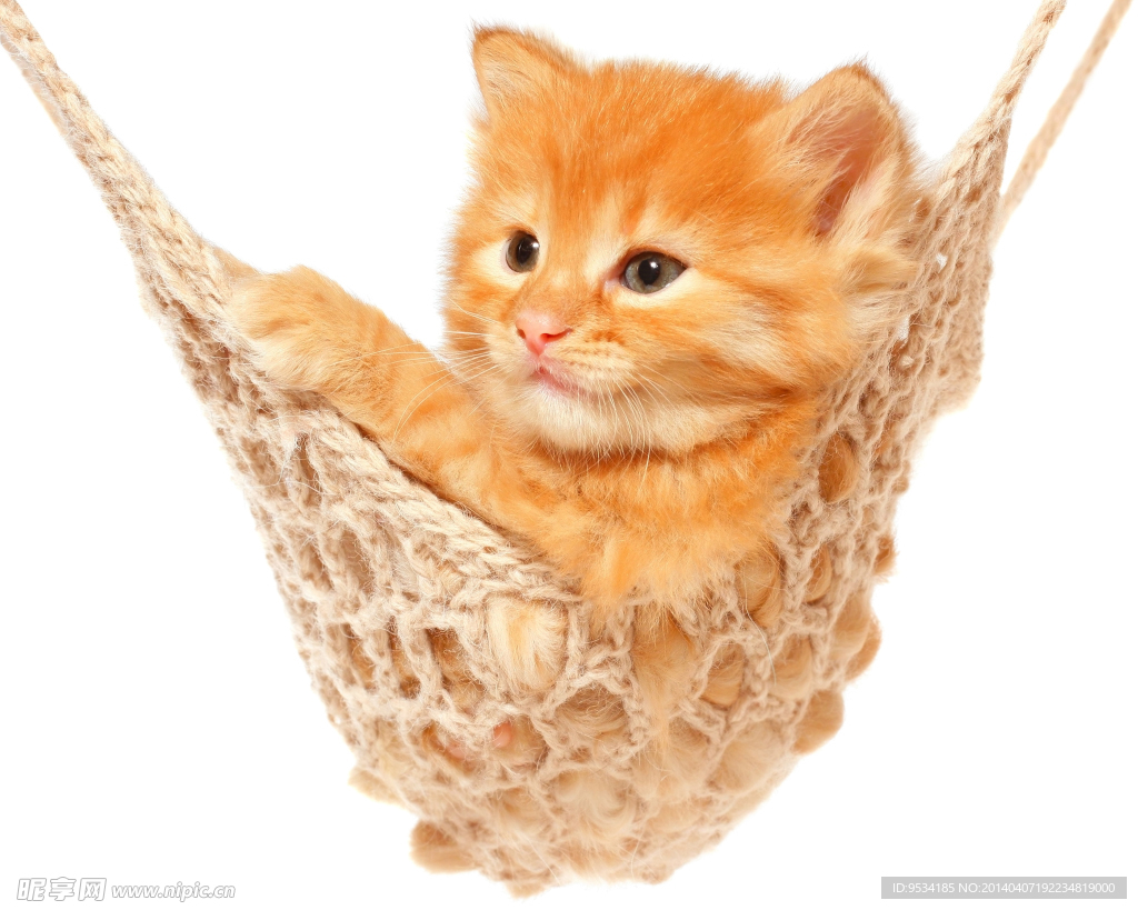 可爱猫咪