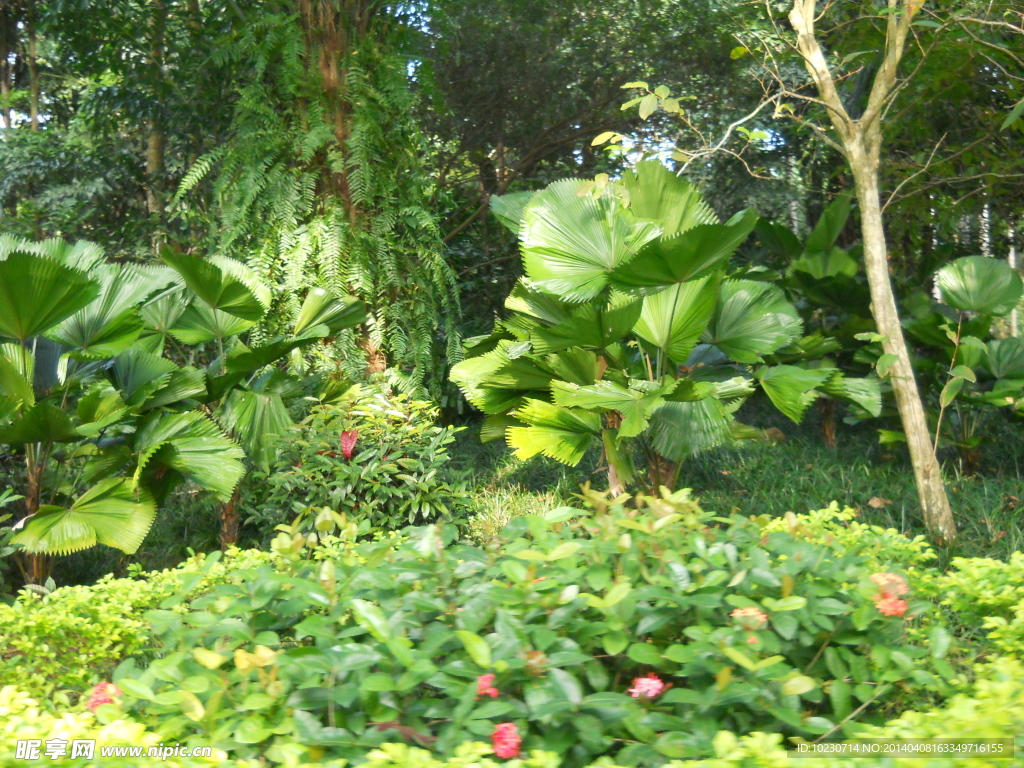 海南植物