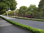 林荫路