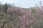 嵩山春景