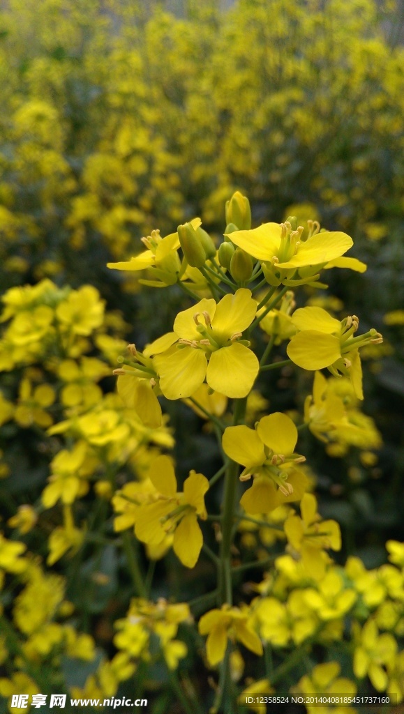 油菜花