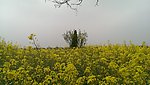 油菜花