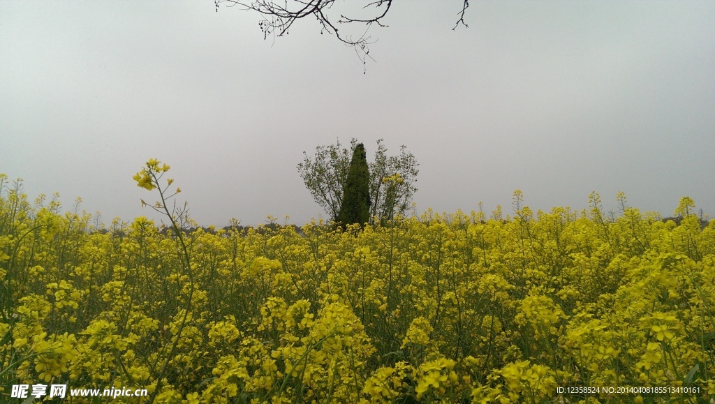 油菜花